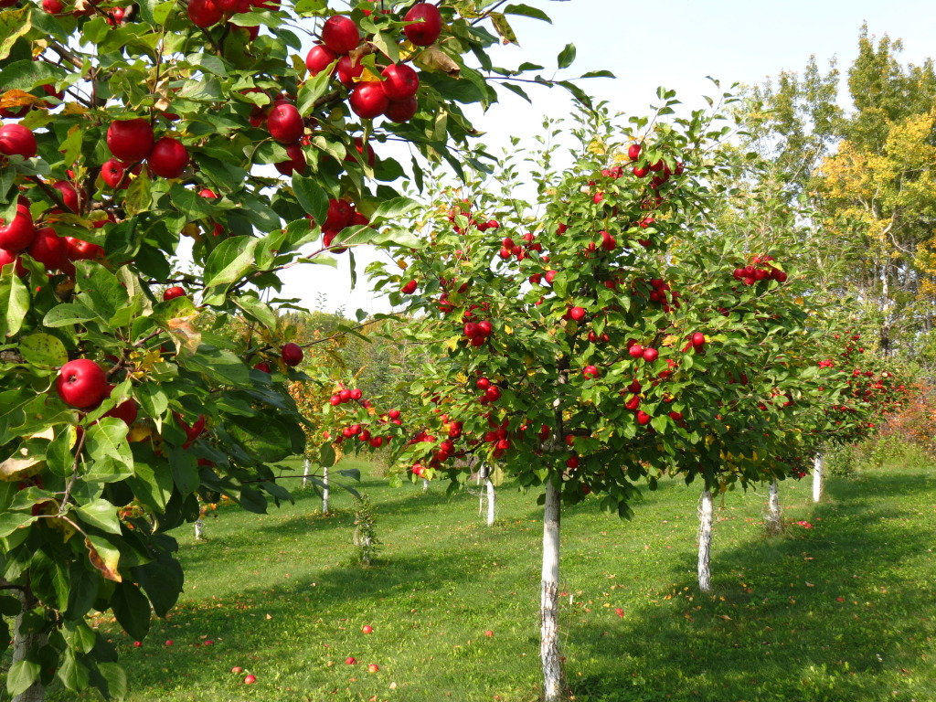Совместимость плодовых деревьев и кустарников